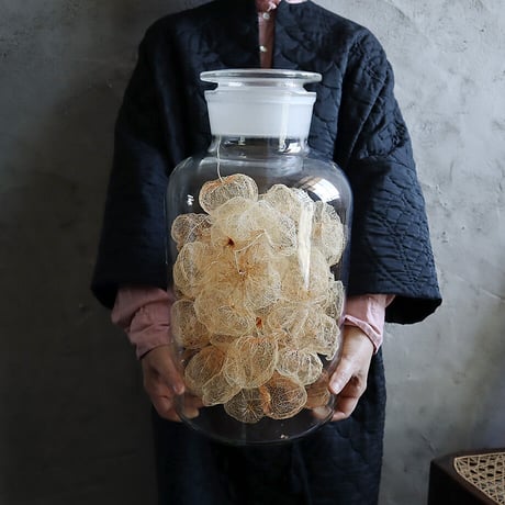 Botanical large bottle winter cherry (skeleton)