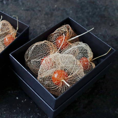 Botanical box winter cherry (skeleton)