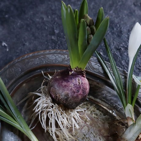 spring bulbs set  2026