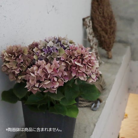 hydrangea (purple splendor)