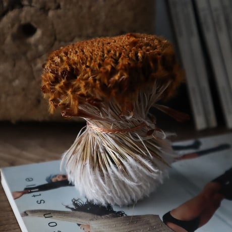 Botanical box protea