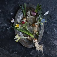 spring bulbs set  2026