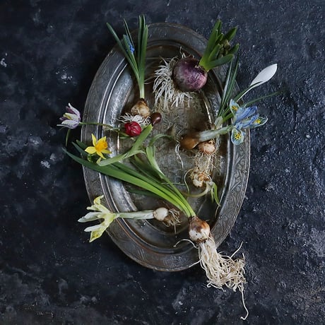 spring bulbs set  2026