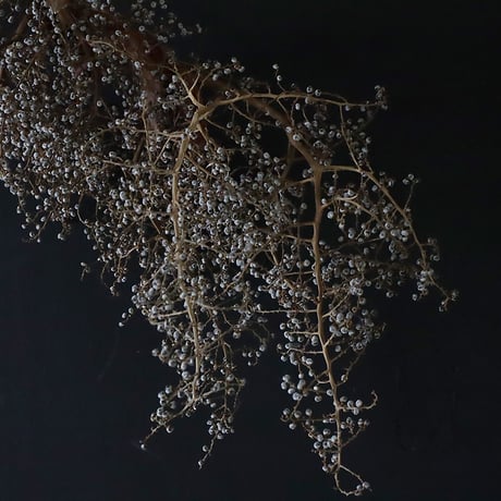 Seed of Syuro B
