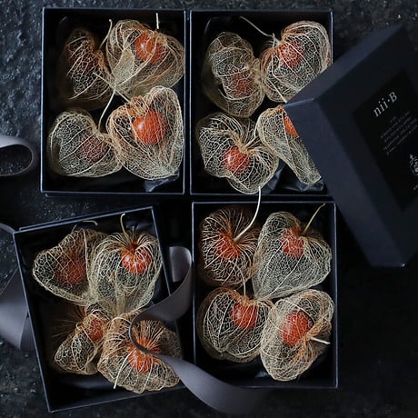 Botanical box winter cherry (skeleton)
