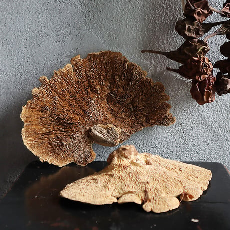 dried sponge mushrooms (5P)
