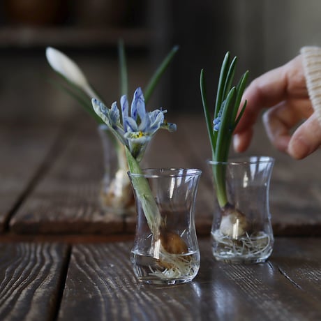 spring bulbs set  2026