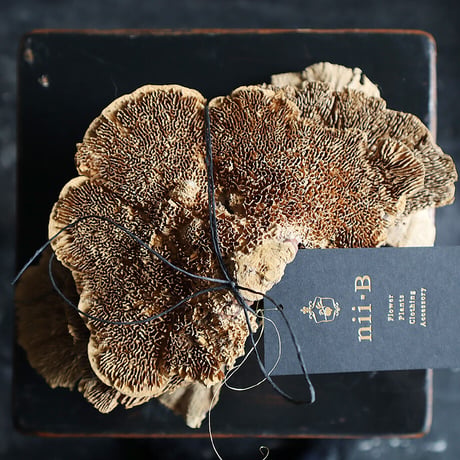 dried sponge mushrooms (5P)