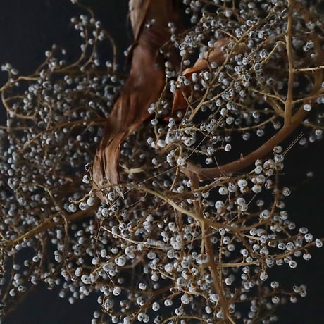Seed of Syuro C