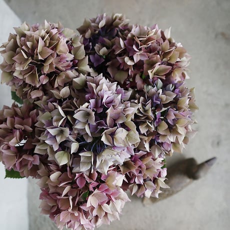 hydrangea (purple splendor)