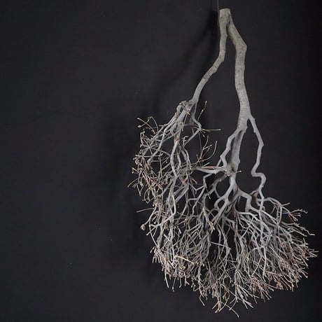 Branch Doudan E