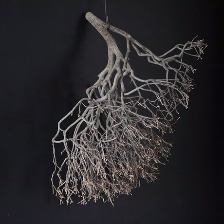 Branch Doudan A