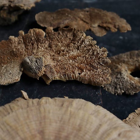 dried sponge mushrooms (5P)