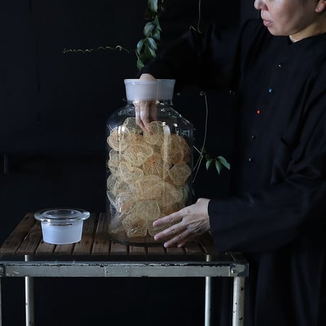 Botanical large bottle winter cherry (skeleton)