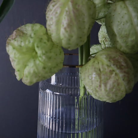 ribline flower vase (S/M/L)