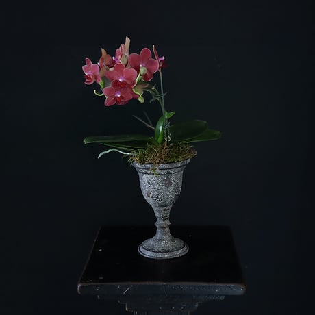 midi phalaenopsis mrs brown