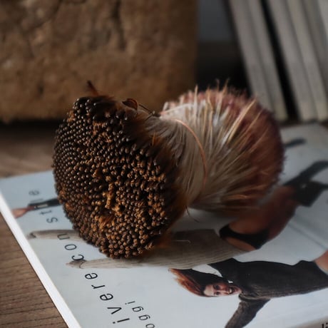 Botanical box protea