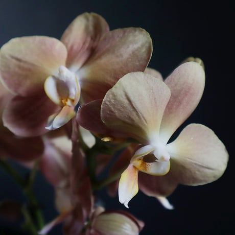 midi phalaenopsis monaco