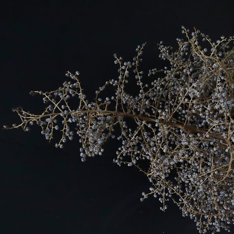 Seed of Syuro E