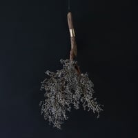 Seed of Syuro A