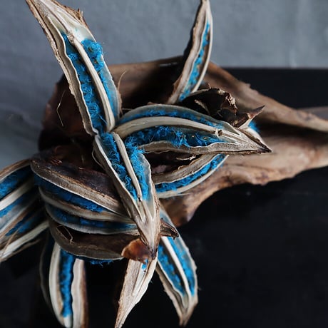 traveler's tree seed