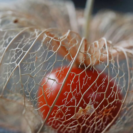 Botanical box winter cherry (skeleton)