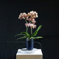 midi phalaenopsis monaco