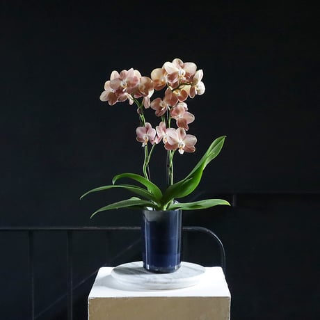 midi phalaenopsis monaco