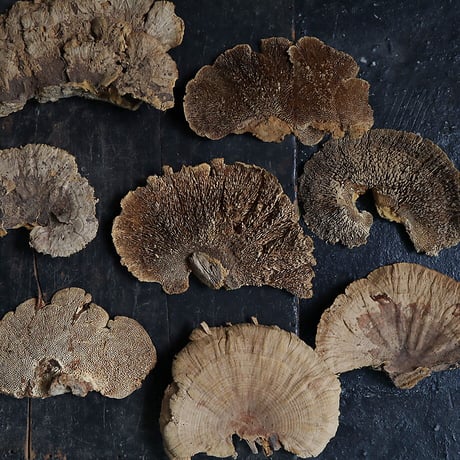 dried sponge mushrooms (5P)