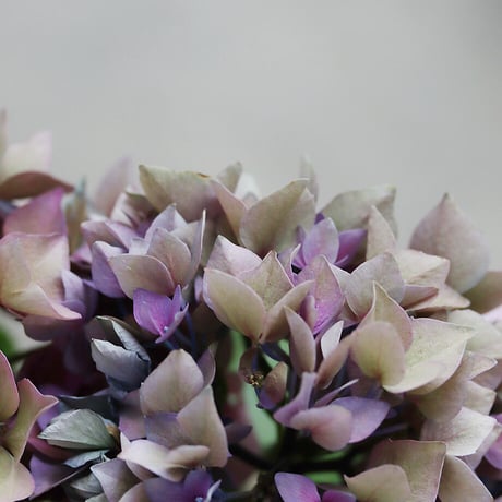 hydrangea (purple splendor)