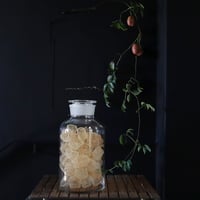 Botanical large bottle winter cherry (skeleton)