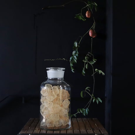 Botanical large bottle winter cherry (skeleton)