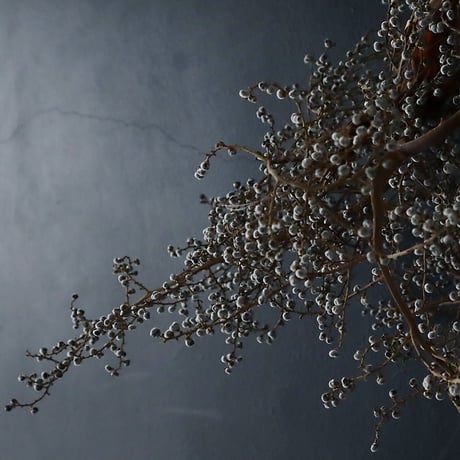 Seed of Syuro C