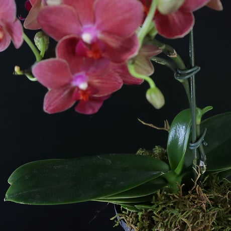 midi phalaenopsis mrs brown