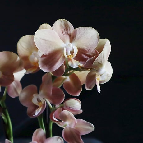 midi phalaenopsis monaco