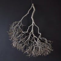 Branch Doudan E