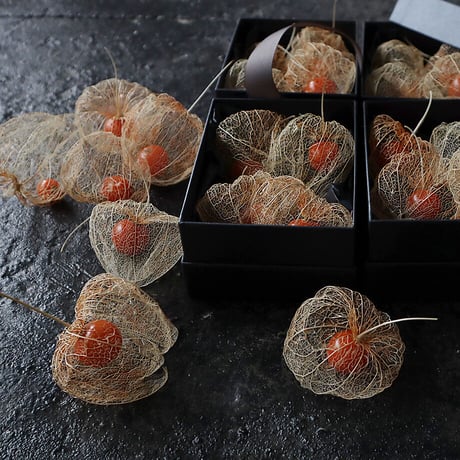 Botanical box winter cherry (skeleton)