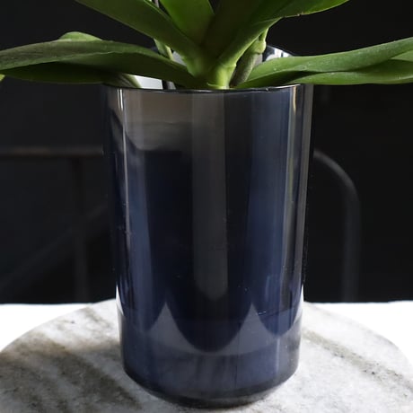 midi phalaenopsis monaco