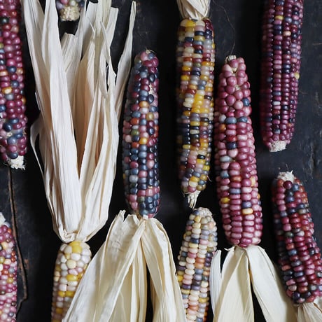 glass jem corn (5P)