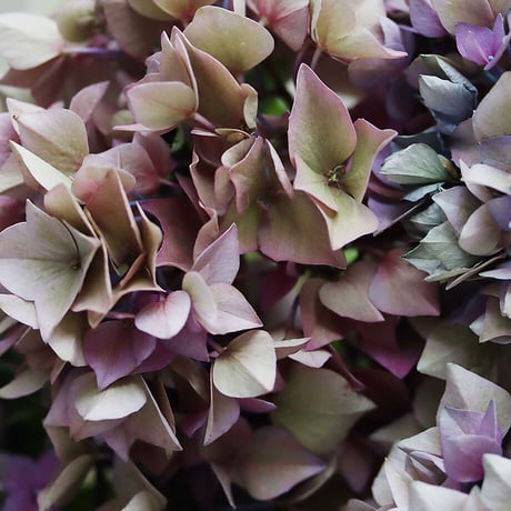 hydrangea (purple splendor)