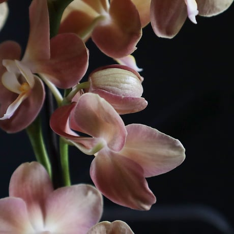 midi phalaenopsis monaco