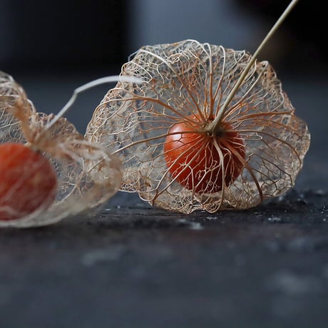 Botanical box winter cherry (skeleton)