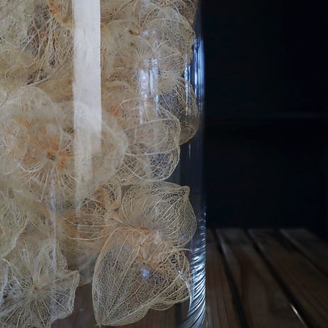 Botanical large bottle winter cherry (skeleton)