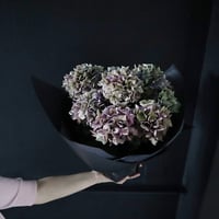 hydrangea (purple splendor)