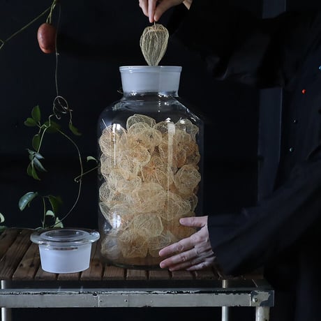 Botanical large bottle winter cherry (skeleton)