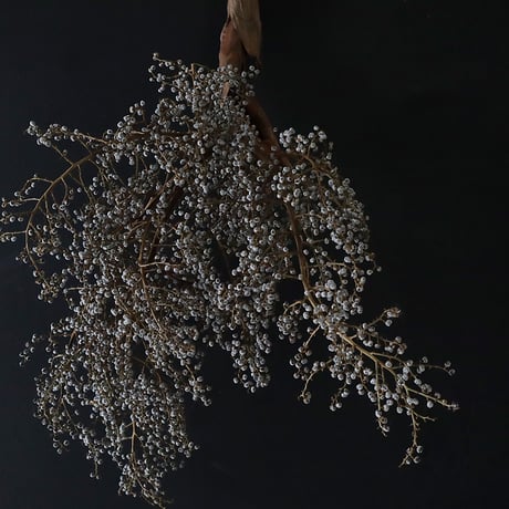 Seed of Syuro A