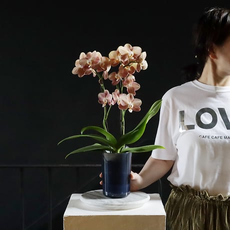 midi phalaenopsis monaco