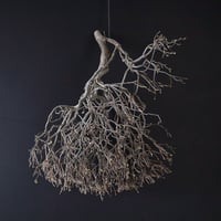 Branch Doudan A