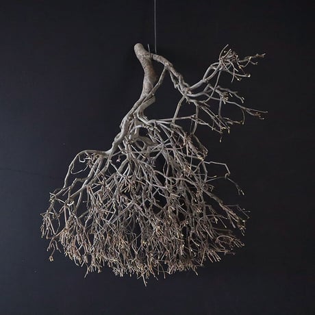 Branch Doudan A