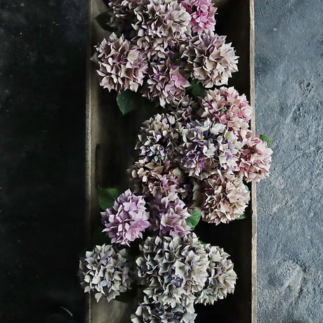 hydrangea (purple splendor)